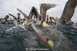 Photograhing brown pelicans who wait for the local fisher... by David Robinson 